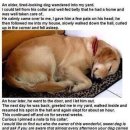 댕댕이# 이미지