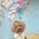 빛나개살롱 이미지