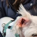 서서울동물병원 이미지