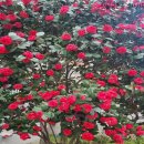 동백꽃공인중개사사무소 이미지