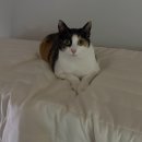 로얄펫 | 로얄캐닌 캣 라이트 웨이트 케어 급여 후기｜네이버 펫 바우처 혜택으로 고양이 다이어트 시작