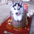 허스키 사랑 이미지