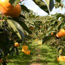 시목마을 이미지