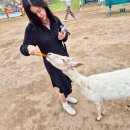 제주코기네 | 제주도 서쪽 가볼만한곳 새별프렌즈 제주 동물원