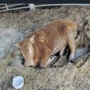 소격리농장 이미지