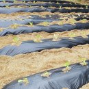 지평농협하나로마트 이미지