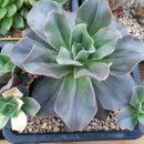 댕강댕강 이미지