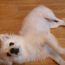 쉬다가개 애견호텔유치원 이미지