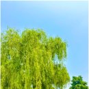 유등천 | 대전 산책로 태평동 유등천