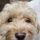 루이스독 이미지