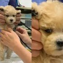 처음동물병원 이미지