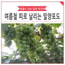 부북농협 사포지소 | 여름철 피로 날리는 밀양 포도