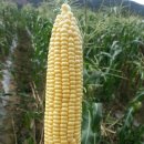 어부네농장 이미지