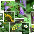 곰배령주차장 이미지