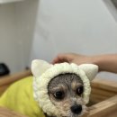 몽쉘댕댕 이미지
