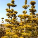 황금소나무(Pinus densiflora for. aurescens) 이미지