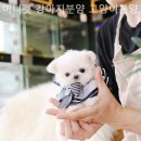 미니펫강아지고양이 - 성동구 성덕정길 96-1 | 미니펫강아지고양이
