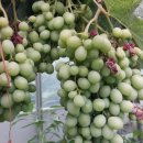 싱싱마트 이미지