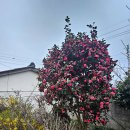 봉황산 입구 | 휴양마을 - 벚꽃 만개를 기대하고 첫 방문했지만 한 주쯤 빠른 듯.. 숲속의 집 봉황산. (4/5~4/6, 1박2일)