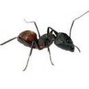 개미약국 이미지