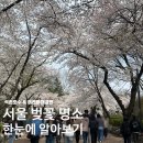 서울 벚꽃 명소 ㅣ 석촌호수&어린이대공원 장단점 솔직후기