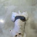 테리몽하우스 이미지