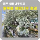 팔복어린이집 | 전주 이팝나무 명소 팔복동이팝나무철길 5월1일방문 솔직후기