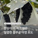 흥부골 아영포도 이미지