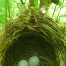 새들의 정원 이미지