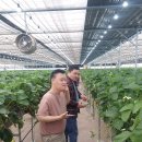 킴스베리 이미지