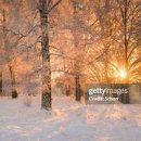 Dawn light through frosty trees, Sweden 이미지