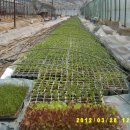 햇빛농장2 이미지