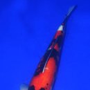 경기 관상어 이미지