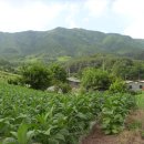 잣나무골 이미지