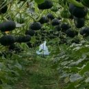 흑석농장 이미지