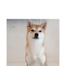펫얌(Petyam) 네이버블로그