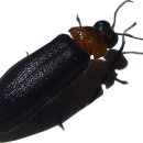 반딧불이 이미지