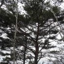 상봉목장 이미지