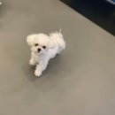 꼬리흔들 유치원 이미지