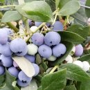 김기창농장 이미지