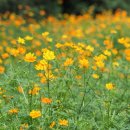 코스모스드림 이미지