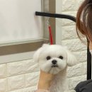 아롱애견미용실 이미지