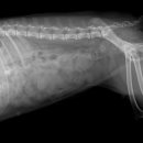 삼화 우수한 동물병원 이미지