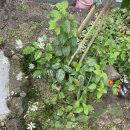 루이스테이 이미지