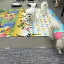 신림유치원 네이버블로그