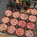 대지남사서비스(주) | 남사화훼단지 예삐플라워 주말 방문 후기: 분갈이 서비스 이용 팁과 식물 추천