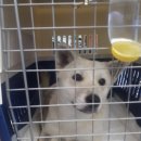 도도 켄넬 이미지