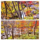 (발모음)10/26 지리산 (피아골) 단풍 (산행) 이미지