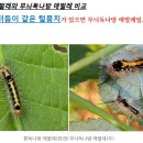 Re: 무엇일까요?--＞무늬독나방 애벌레 이미지
