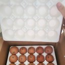 생담원농장 | 아기 계란 추천 자유방목 NON-GMO 1번란 생담원